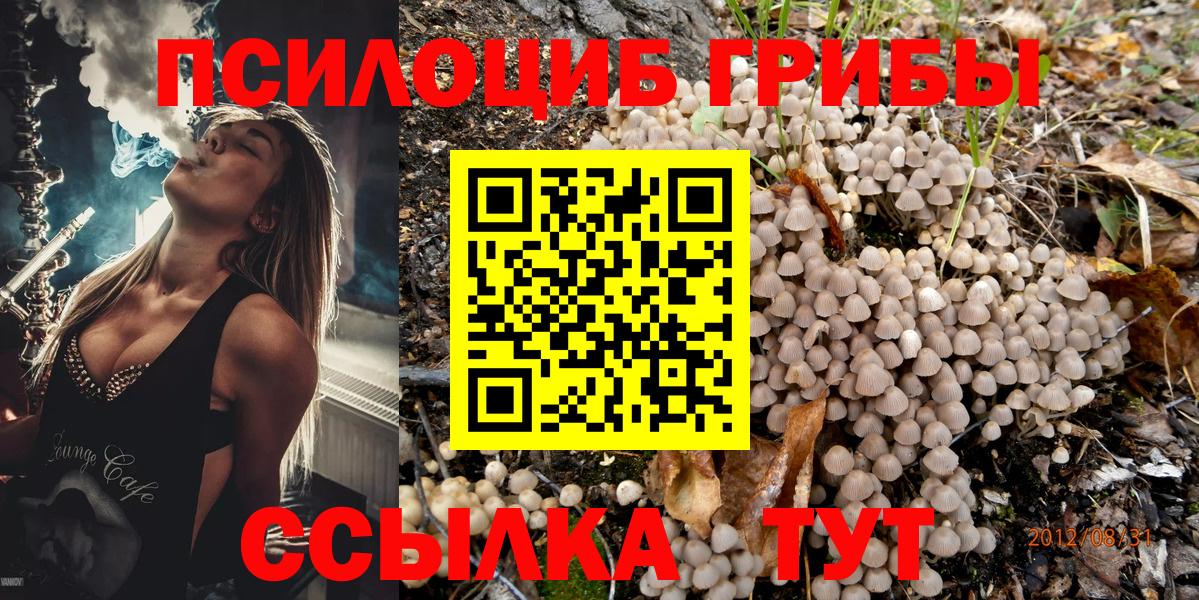 купить   Вход с VPN  Ярославль  Галлюциногенные грибы Cubensis 